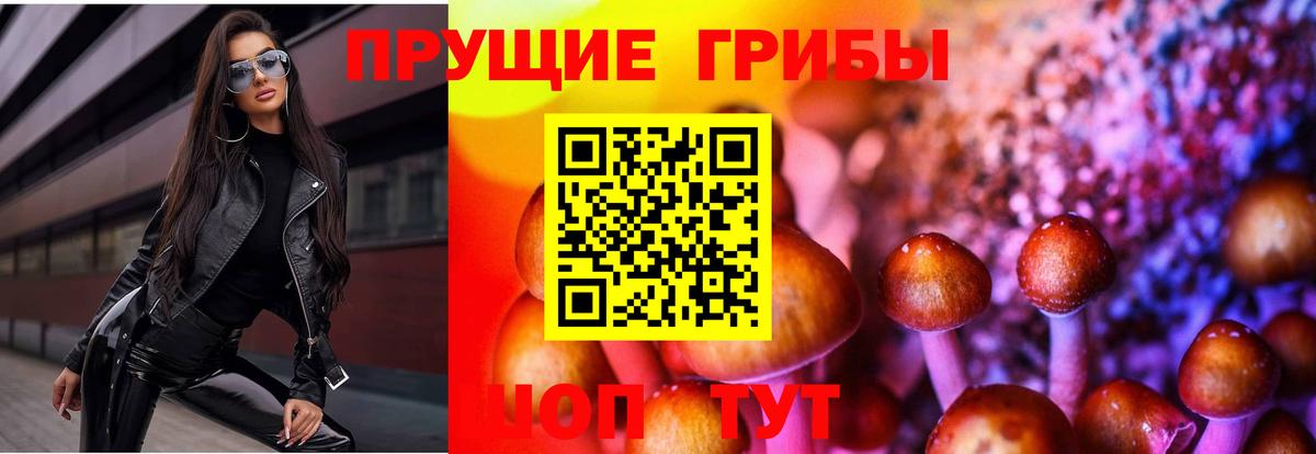 Псилоцибиновые грибы мицелий Киселёвск